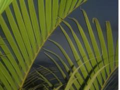 Le mythe des plantes dépolluantes 